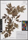Foto von Salix caprea L. x Salix cinerea L. x Salix viminalis L.